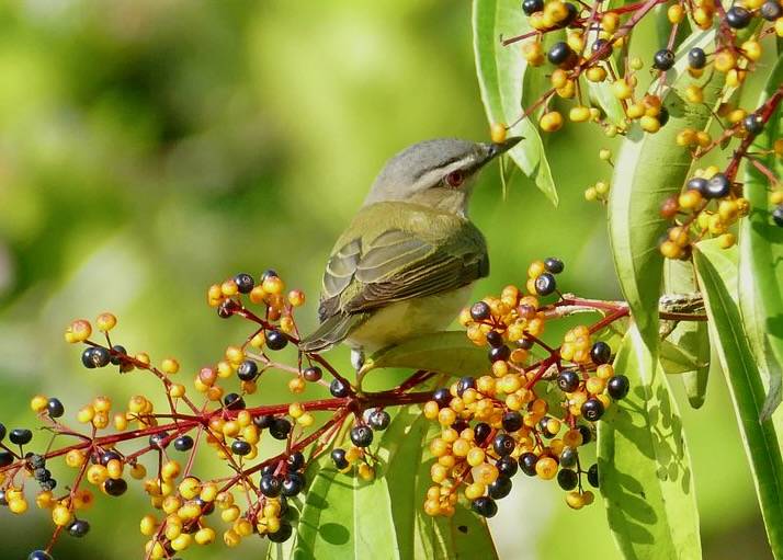 Red-eyed Vireo (Vireo olivaceus) on fruits of Melastomataceae (Miconia longifolia) ... by Bernard DUPONT is licensed under CC BY-SA 2.0.